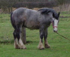 Horse